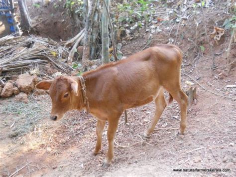 Why you should not buy a vechur dwarf cow – Natural Farmers Kerala