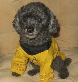 Star Trek Dog Costume - Captain Kirk | BaxterBoo