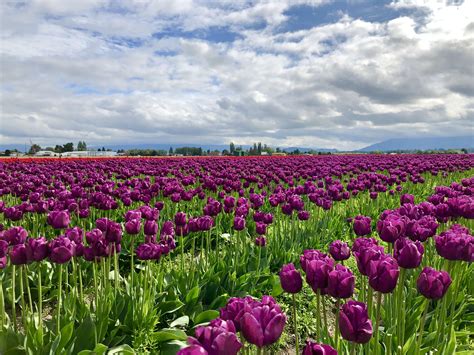 Roozengaarde | Seattle washington, Tulips, Trip