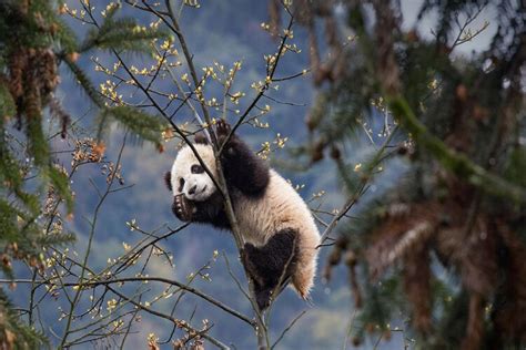 How giant pandas came back from the brink of extinction - Geographical