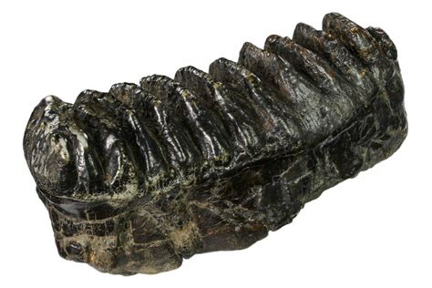 10.8" Fossil Stegodon Molar - Indonesia (#146532) For Sale - FossilEra.com