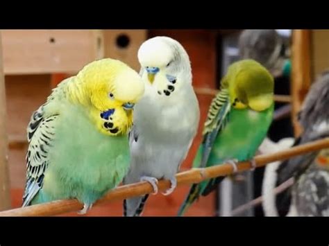 Over 9 hours of Budgies Playing Singing and Talking - YouTube