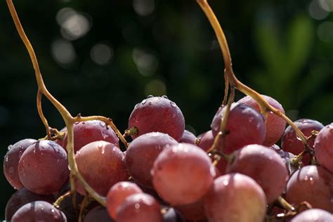 1920x1080 wallpaper | purple grapes, macro | Peakpx