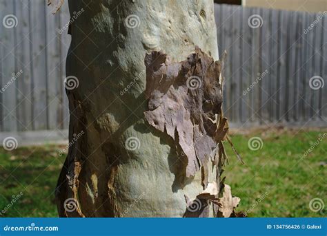 Peeling Tree Bark in Summer Stock Photo - Image of fissures, peeling ...