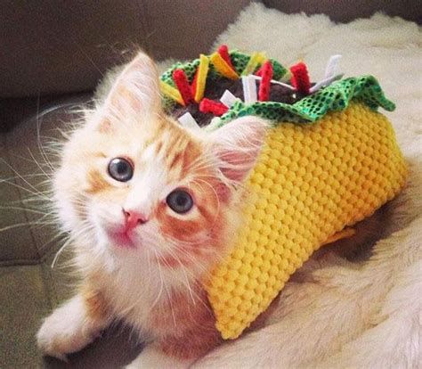 48 best Taco Cats images on Pinterest | Taco cat, Cat costumes and Tacos