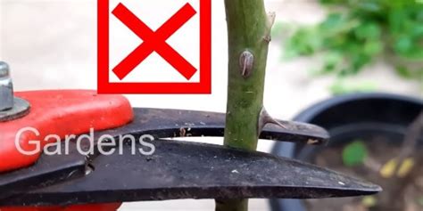 Pruning Shears Use - Up Tools Down