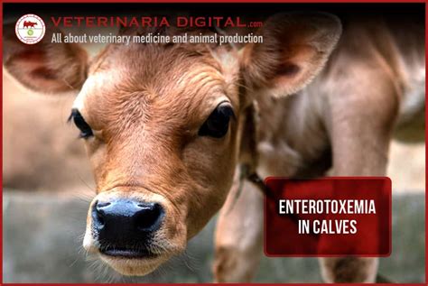 Enterotoxemia in Calves