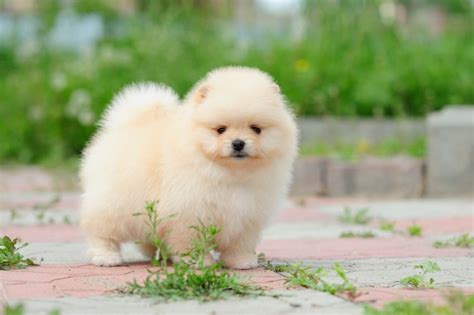 8 Pomeranian Facts That Will Blow Your Mind!