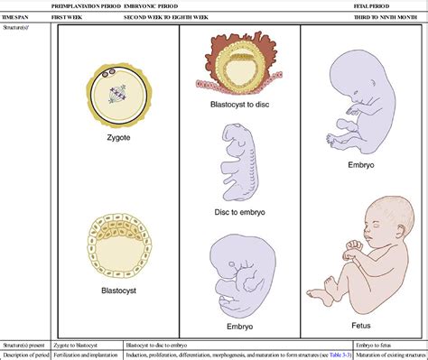 Embryonic Stage Of Prenatal Development