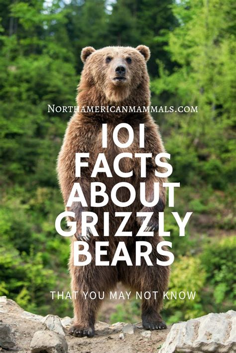 101 Facts About Grizzly Bears | Brown bear facts, Grizzly bear, Grizzly bear facts