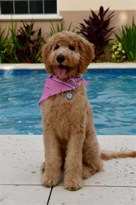 ️Mini Goldendoodle Hairstyles Free Download| Goodimg.co