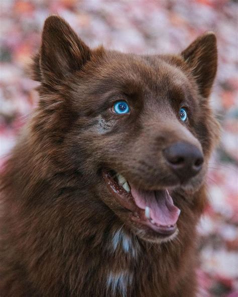 This Rare, Chocolate Brown Siberian Husky Is One of the Most Beautiful ...