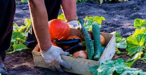 How to Plan a Vegetable Garden: A Step-by-Step Guide - Gardeners' Magazine