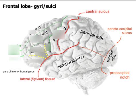 CNS Surface Anatomy- Frontal lobe gyri/sulci Diagram | Quizlet