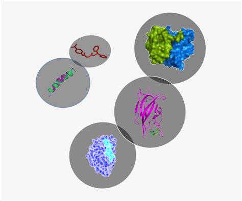 Peptides, Antibodies, Epitopes - Structure Peptide 3d - Free Transparent PNG Download - PNGkey