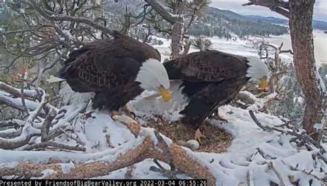 Webcam Captures Bald Eagle Hatching In Southern California