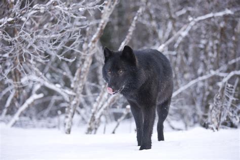 Black Wolf in Snow Facts And Photos | All Wildlife Photographs