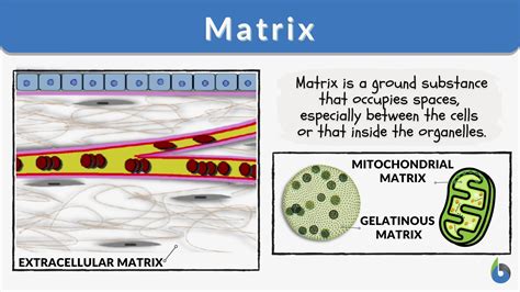 Matrix - Definition and Examples - Biology Online Dictionary