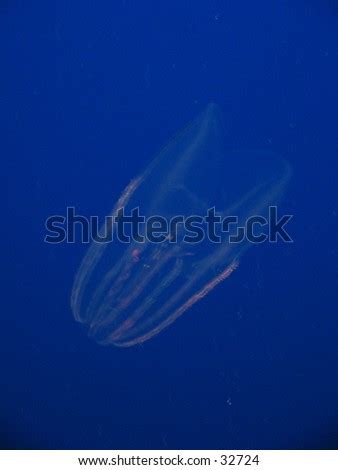 Cone Jellyfish Stock Photo 32724 : Shutterstock