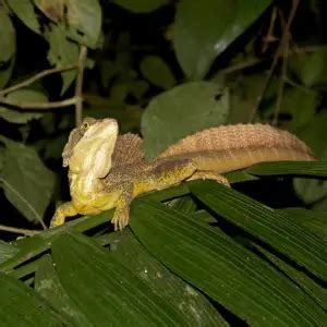 Common Basilisk - Facts, Diet, Habitat & Pictures on Animalia.bio