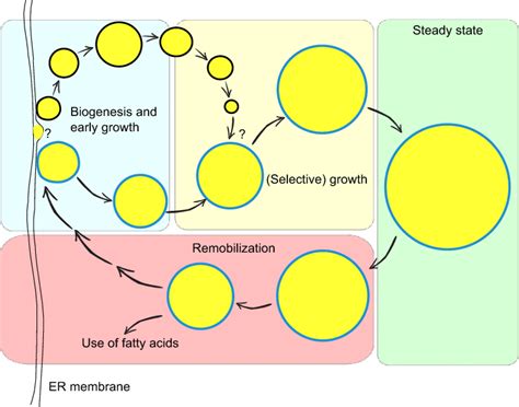 The lipid droplet life cycle. Lipid droplet biogenesis and early growth ...