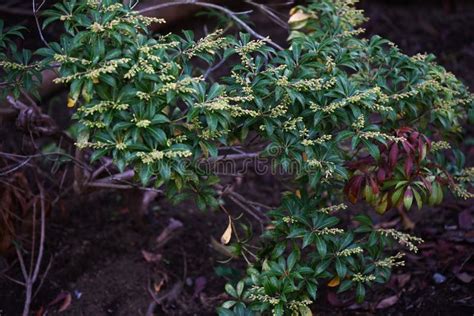 Japanese Andromeda ( Pieris Japonica ) Seeds and Buds. Ericaceae Evergreen Shrub Poisonous Plant ...