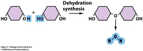 Macromolecules Diagrams Flashcards | Quizlet