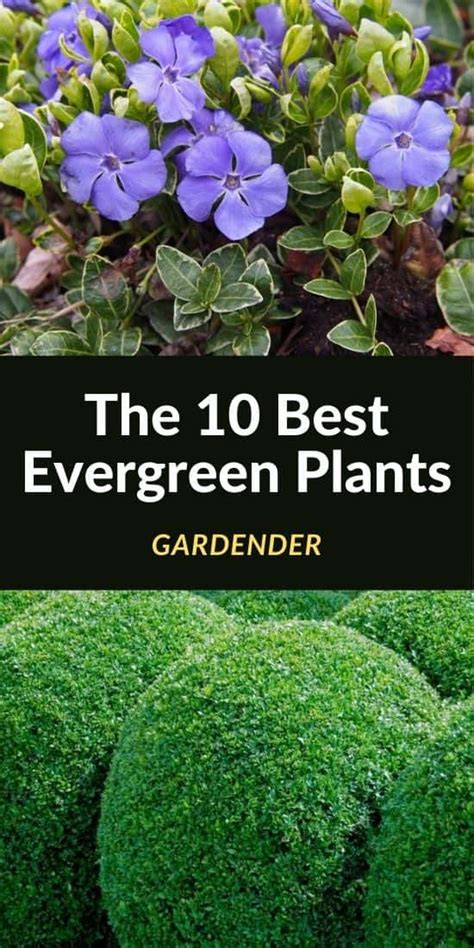 The 10 Best Evergreen Plants (Overview)