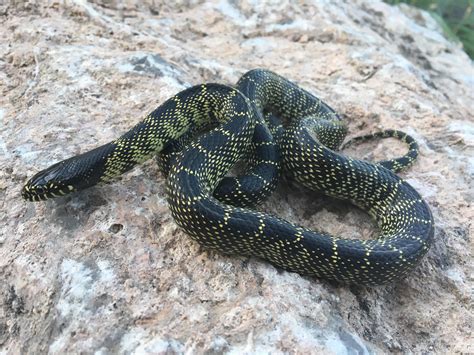 A desert kingsnake from SE Arizona. : r/herpetology