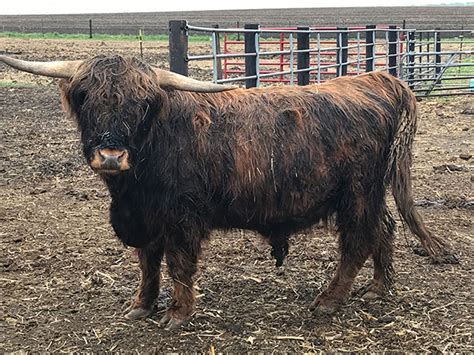 Heartland Highland Cattle Association - Brindle Colored Highlands