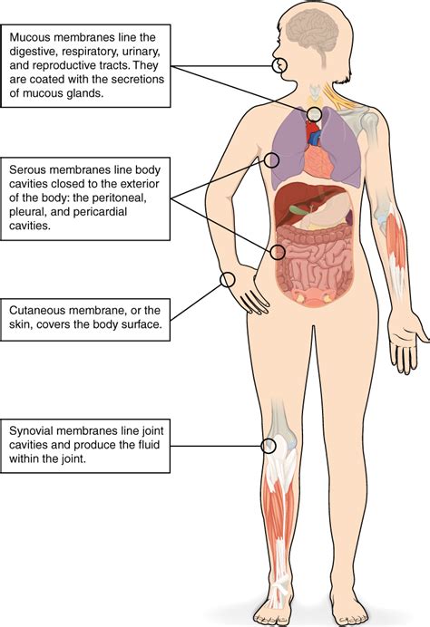 Body Cavities, Serous Membranes, and Tissue Membranes – Medical ...