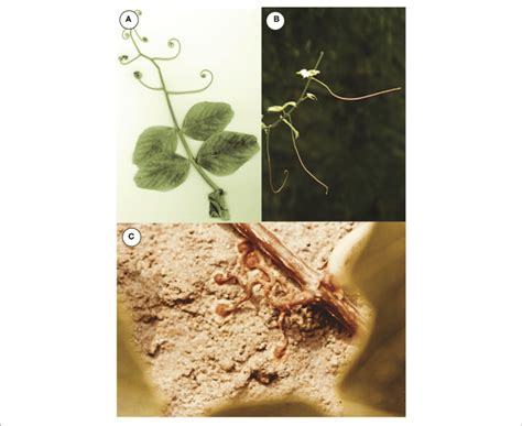 | Examples of clasping plant organs. (A) Terminal tendrils of a pea... | Download Scientific Diagram