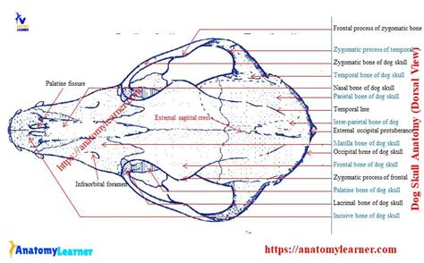 Dog Skull Anatomy Diagram