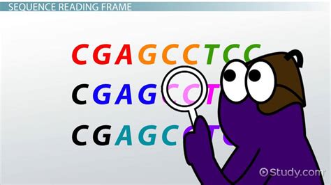 Codon | Definition, Diagram & Examples - Lesson | Study.com