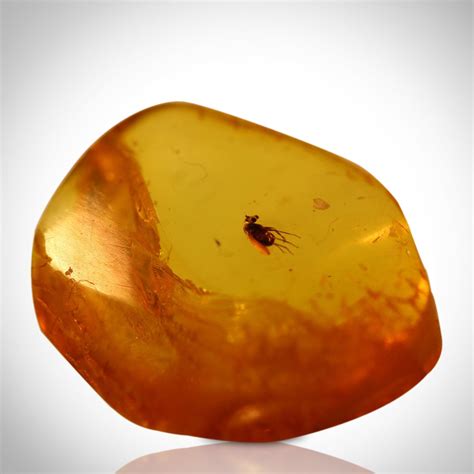 Baltic Amber Fossil- 125-135 Million Years Old Baltic Amber Fossil & I - RARE-T