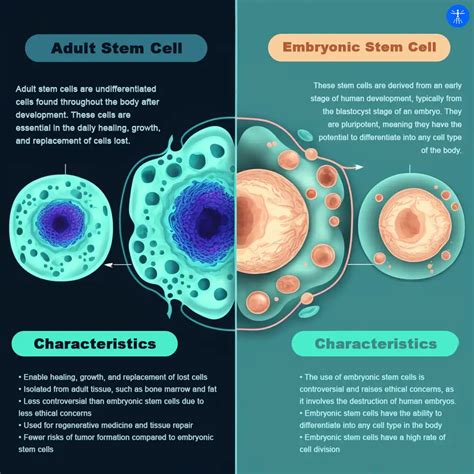 Embryonic Stem Cells: Controversy, Mechanisms, and Safety (2023)