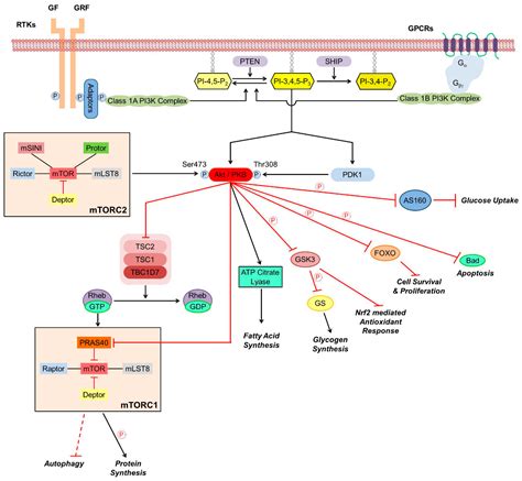 Cancers | Free Full-Text | Role of Akt Activation in PARP Inhibitor ...