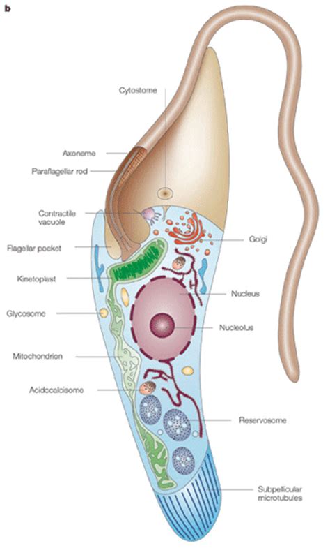 Quia - AP Chapter 28 - Protists (detailed)