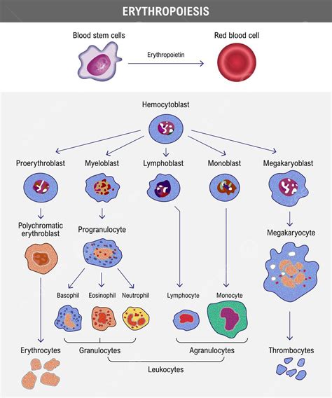 Pembentukan Sel Darah Merah Proses Eritropoiesis Dan Perkembangan Eritrosit Vektor, Sel ...