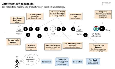 A Happy PhD | Chronobiology addendum: A neurobiologist's guide to a healthy and productive day