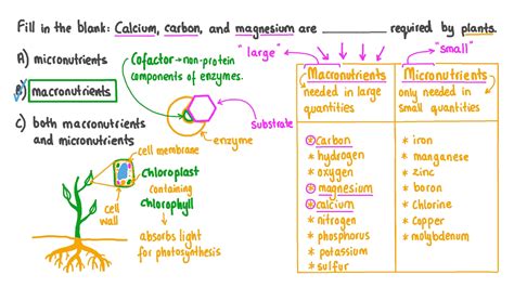 Macronutrients Examples In Plants | Bruin Blog