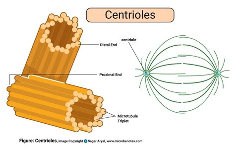 Labeled Plant And Animal Cell Explain How The Structure Of Plasma Relate To Its Function ...