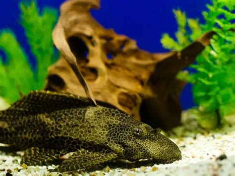 Sailfin Pleco Care Guide & Species Profile | Fishkeeping World