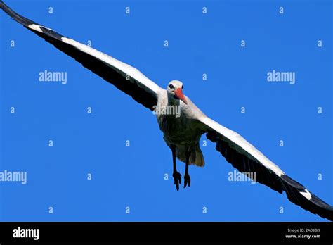 white stork flying Stock Photo - Alamy