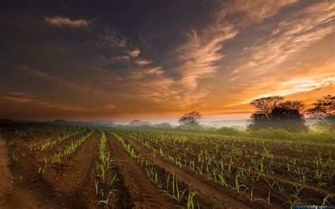 🔥 [50+] Agriculture Desktop Wallpapers | WallpaperSafari