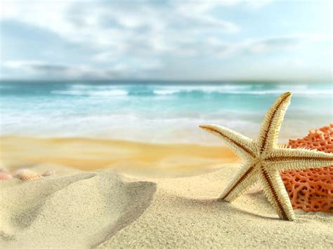 Summer beach, sand, sun, Shellfish, HD wallpaper | Peakpx