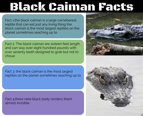 Raymon @ Pt England School: Black Caiman Facts