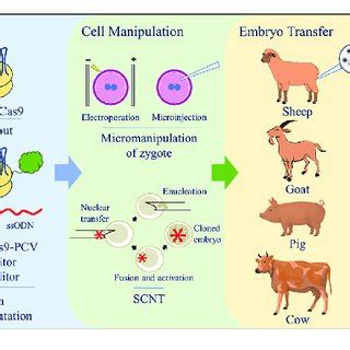 (PDF) Improvements in Gene Editing Technology Boost Its Applications in Livestock