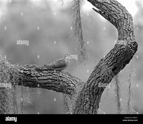 White dove and tree hi-res stock photography and images - Alamy