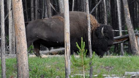 Photos: Yellowstone wildlife - CNET